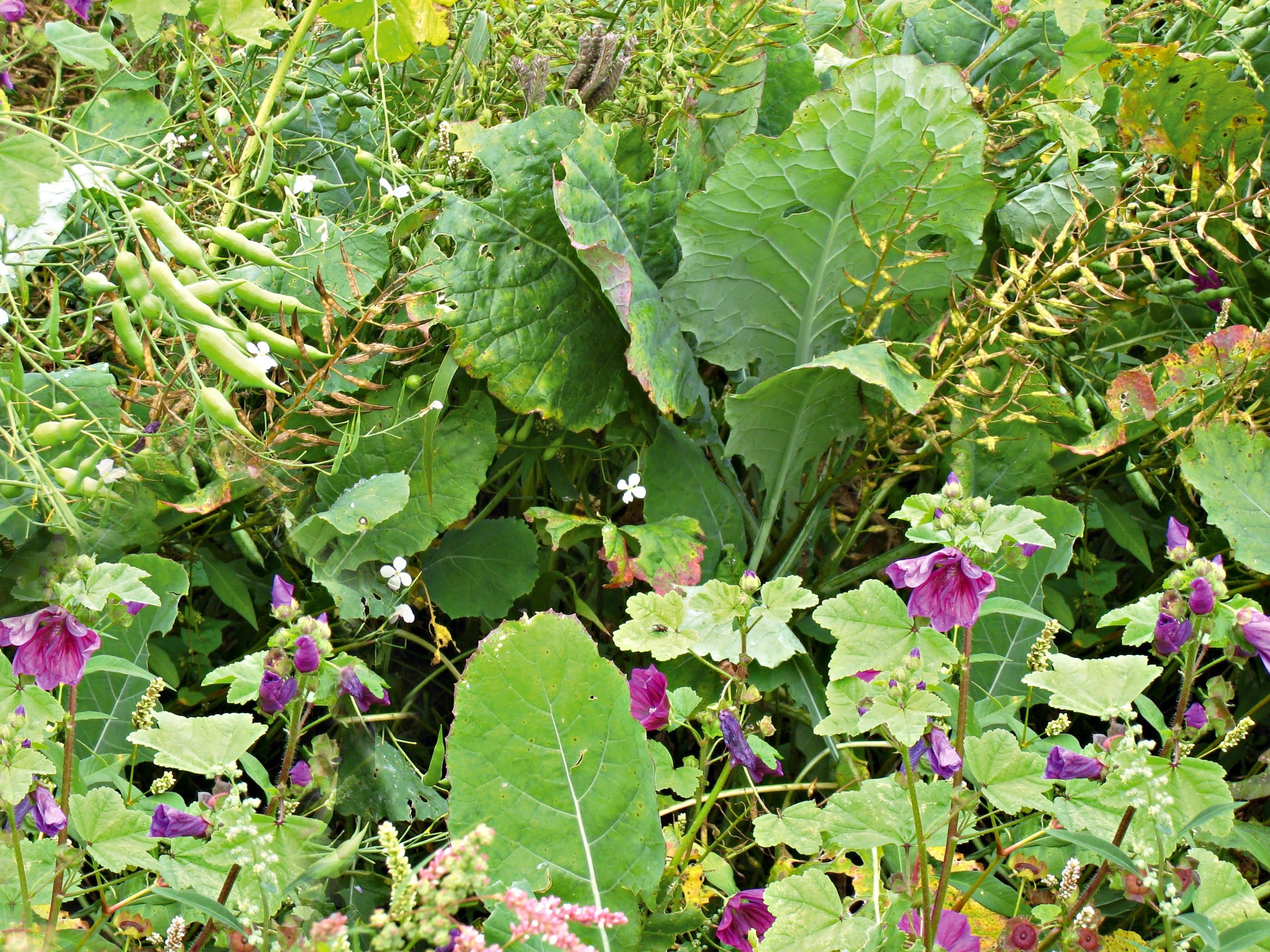 Wildackermischung für schwere Böden