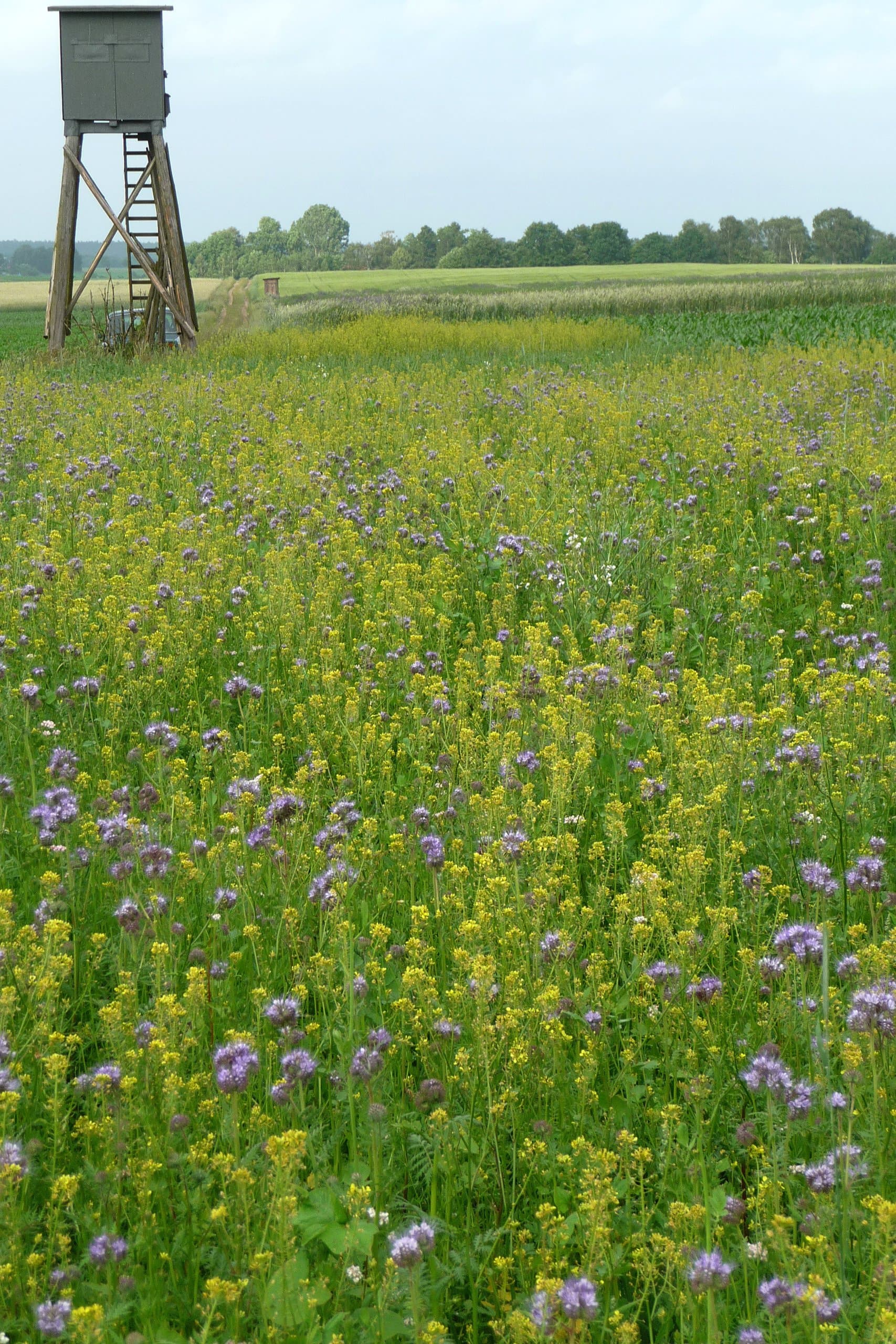 Kiepenkerl Wildschutzmischung WSM 1