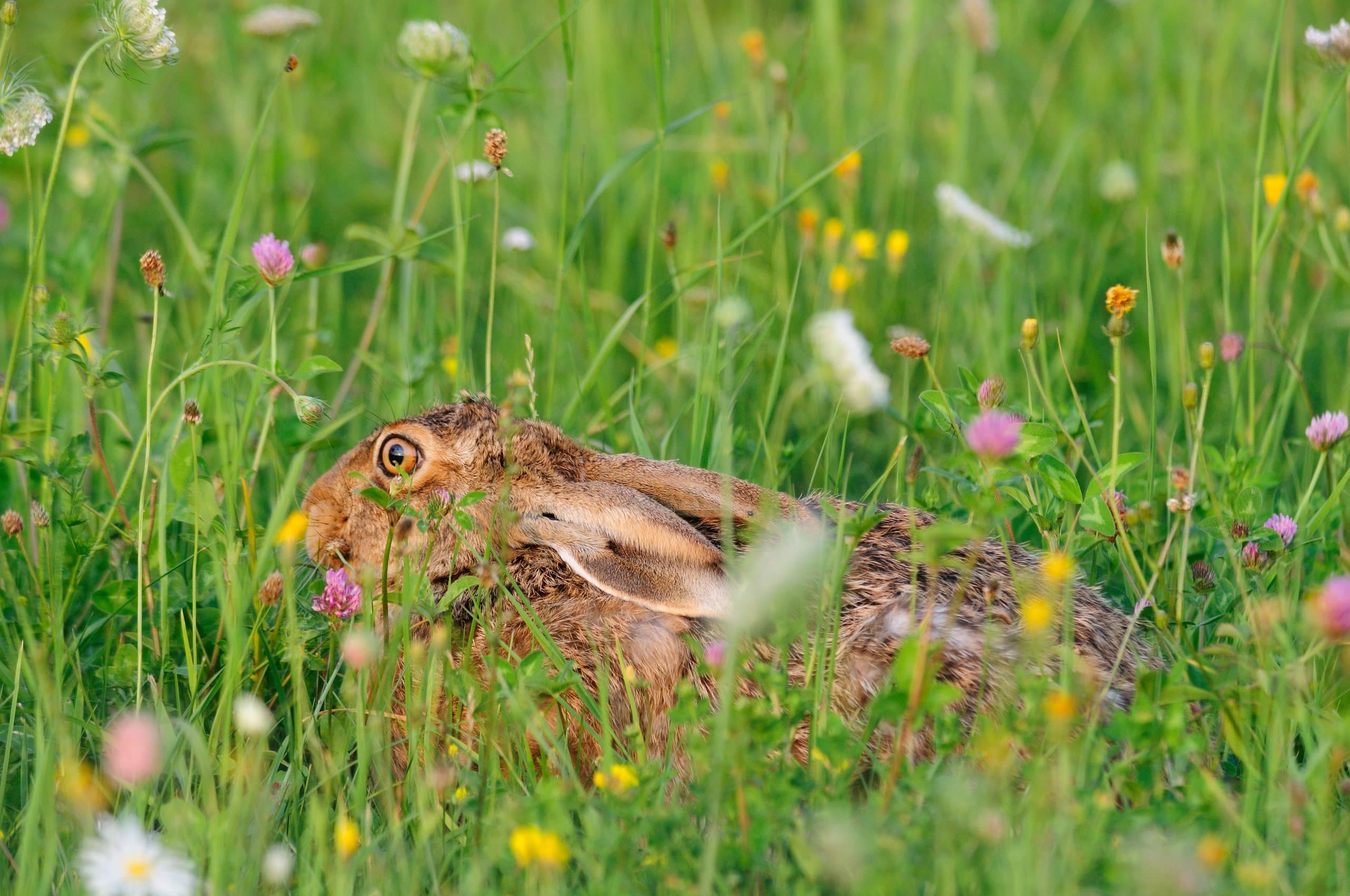 Kiepenkerl Wildwiese mit Klee und Kräutern
