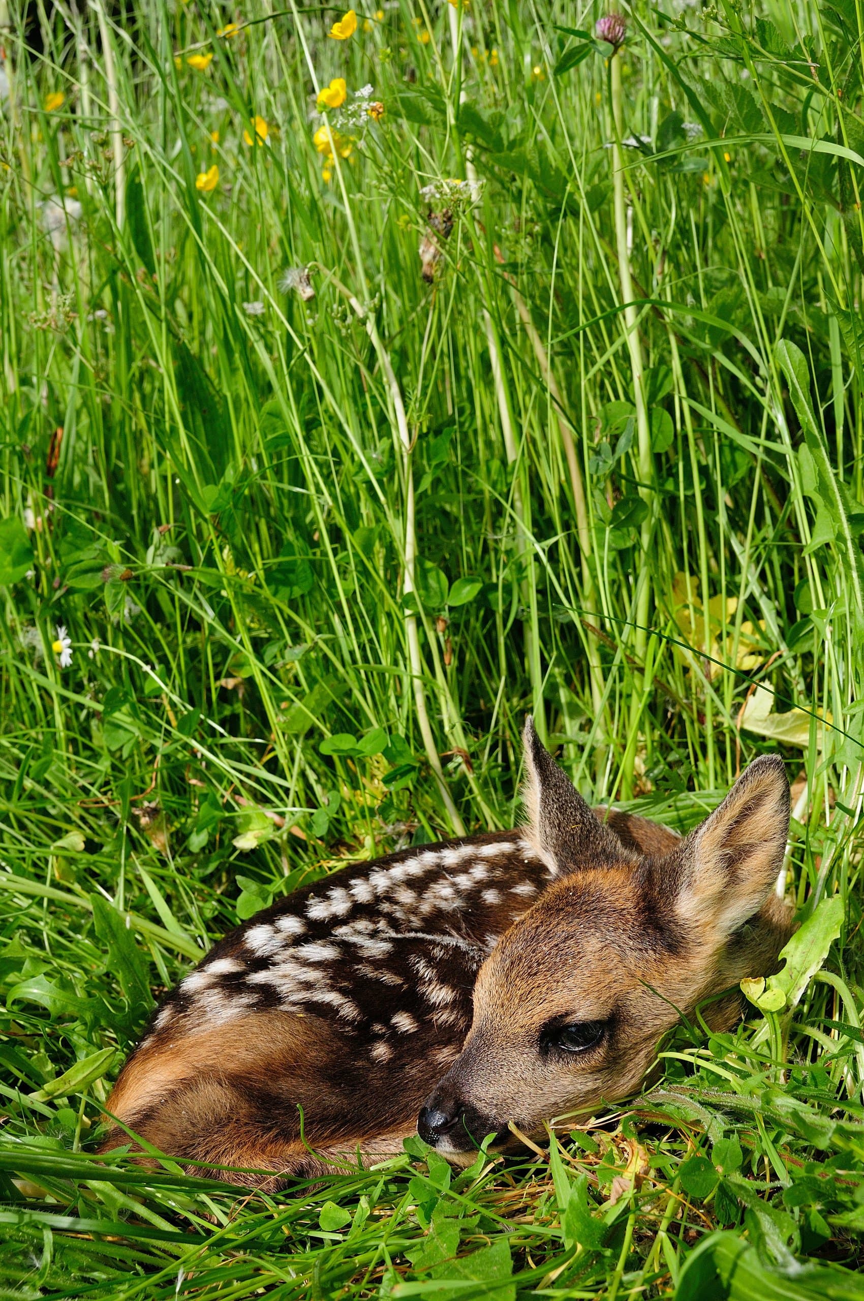 Pflanzensaat Reh- und Hasengartenmischung