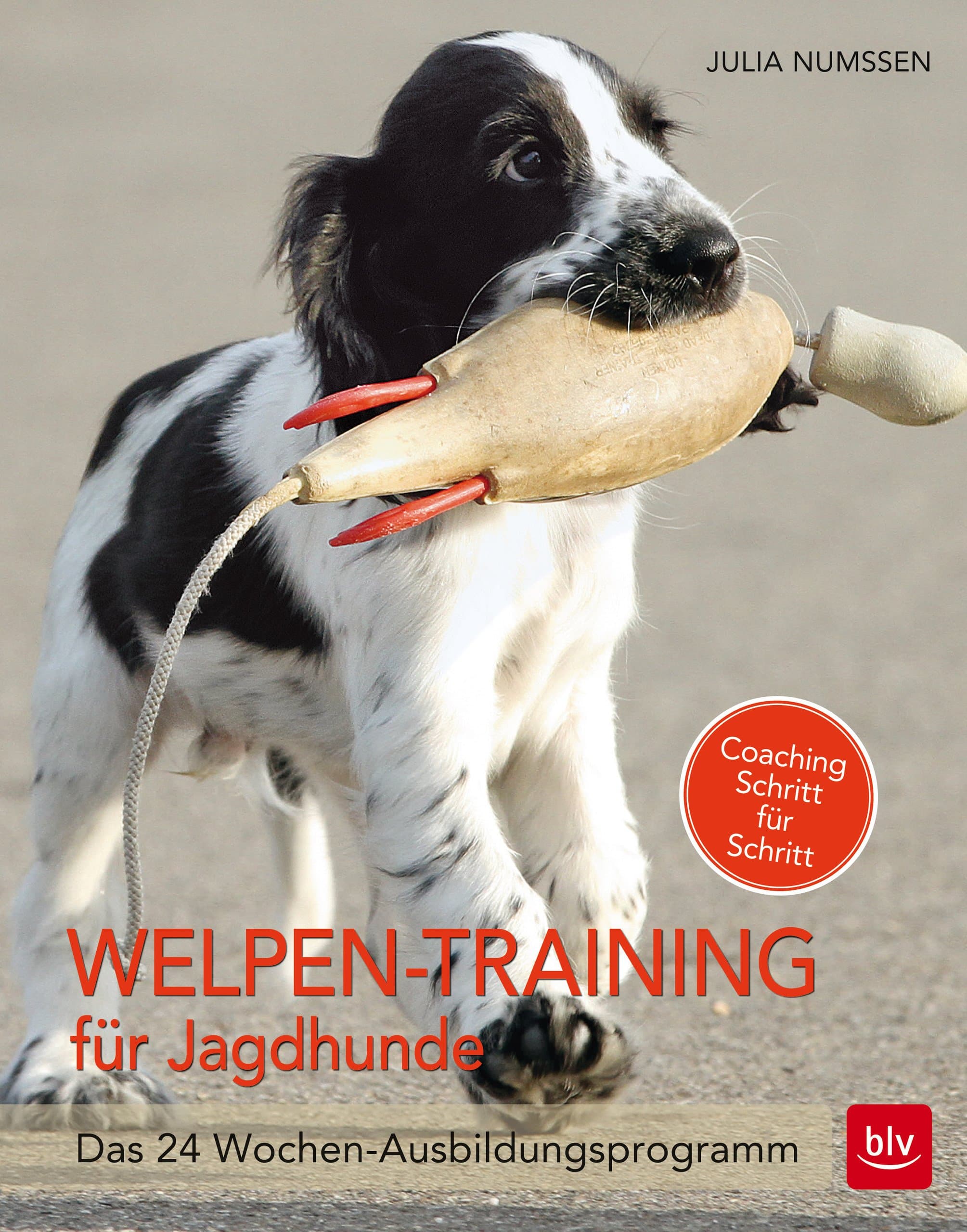 Welpen-Training für Jagdhunde – Das 24 Wochen-Ausbildungsprogramm