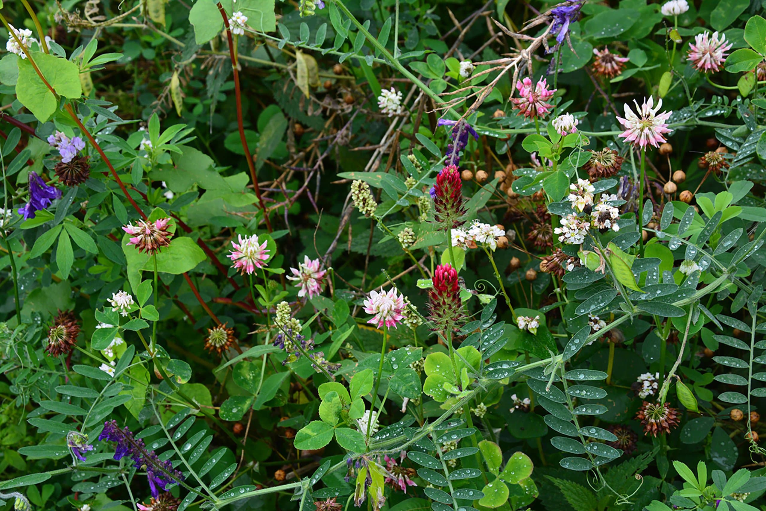 Kiepenkerl Leguminosenmischung