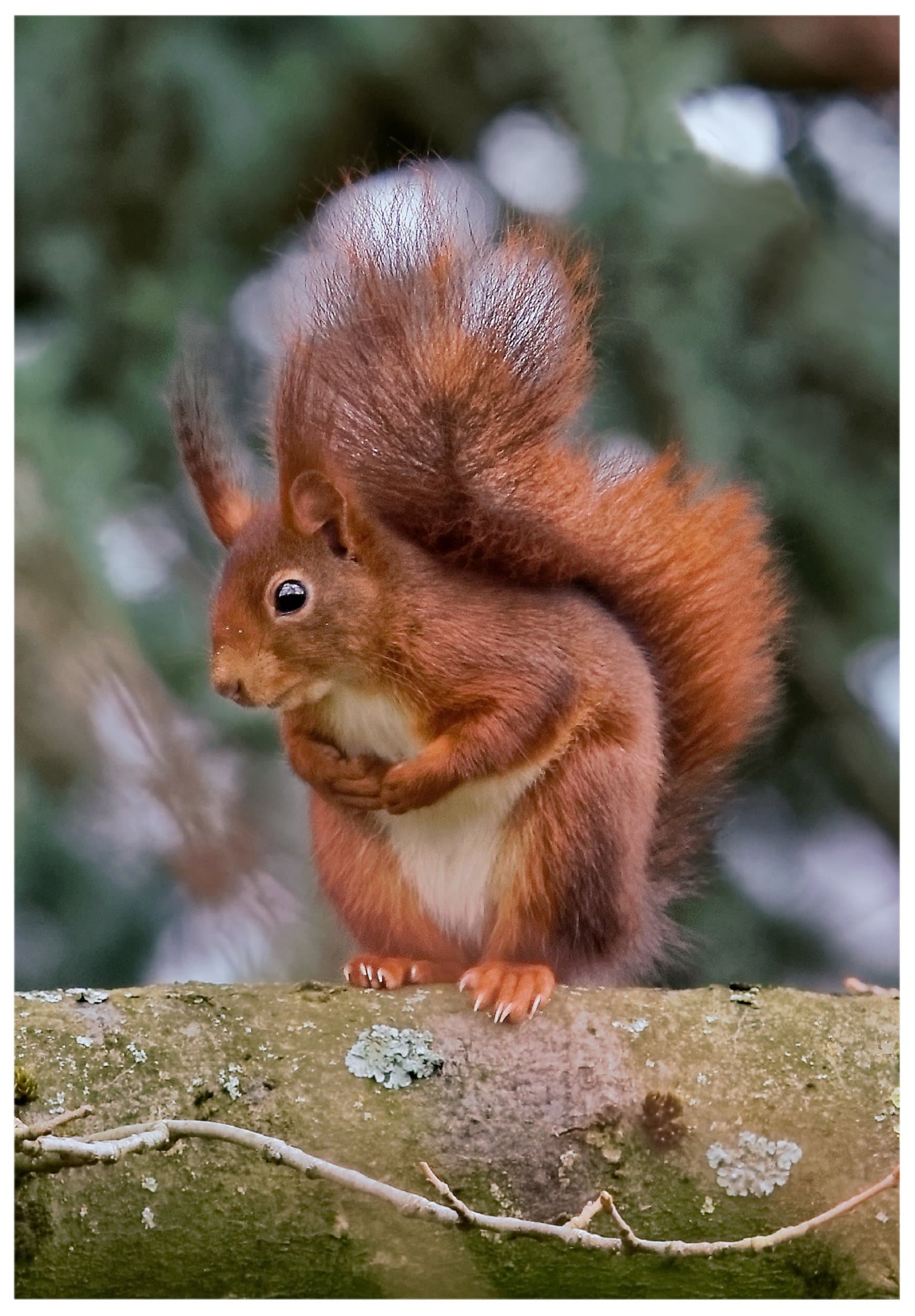 Klappkarte mit Eichhörnchenmotiv