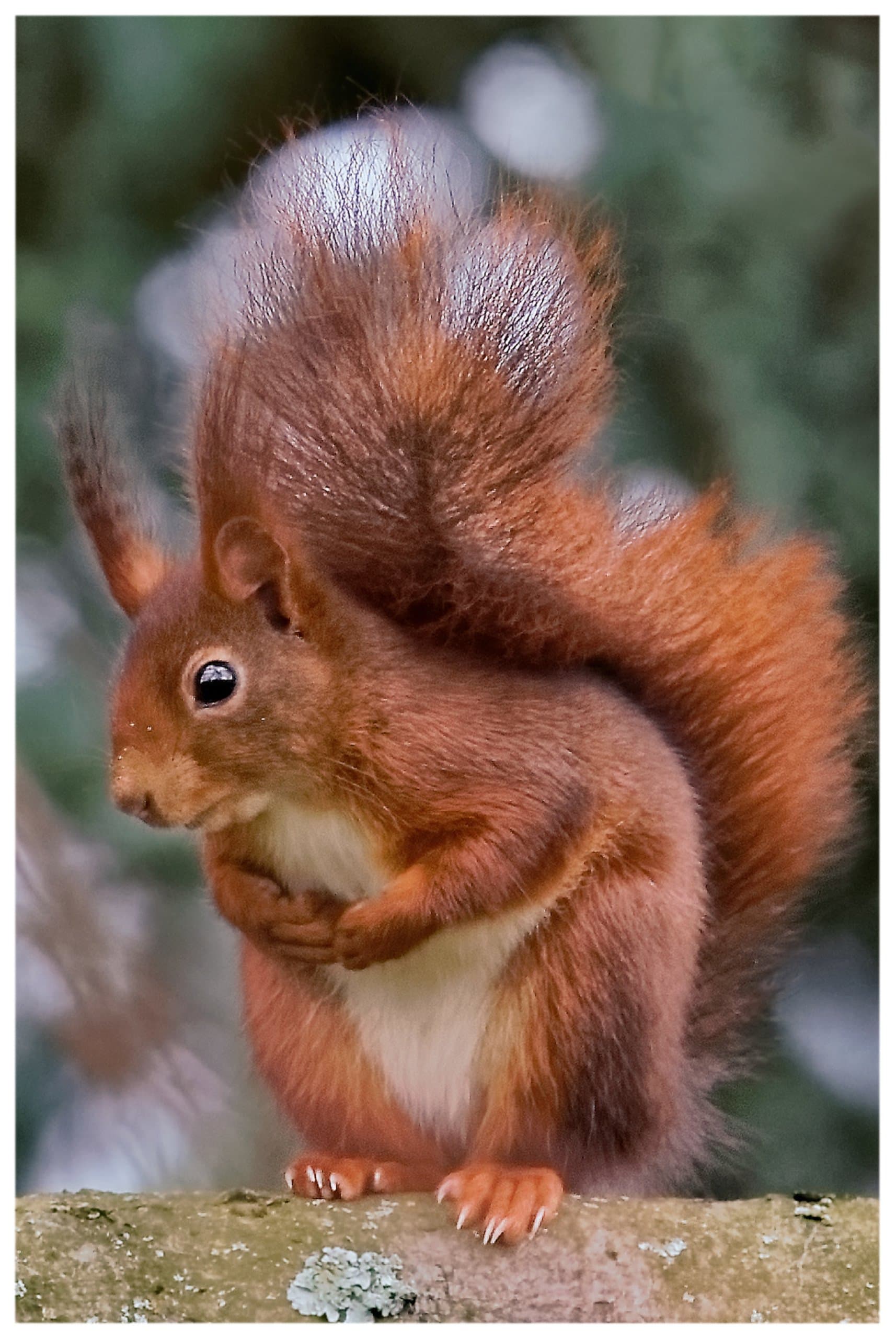 Kühlschrankmagnet Eichhörnchen