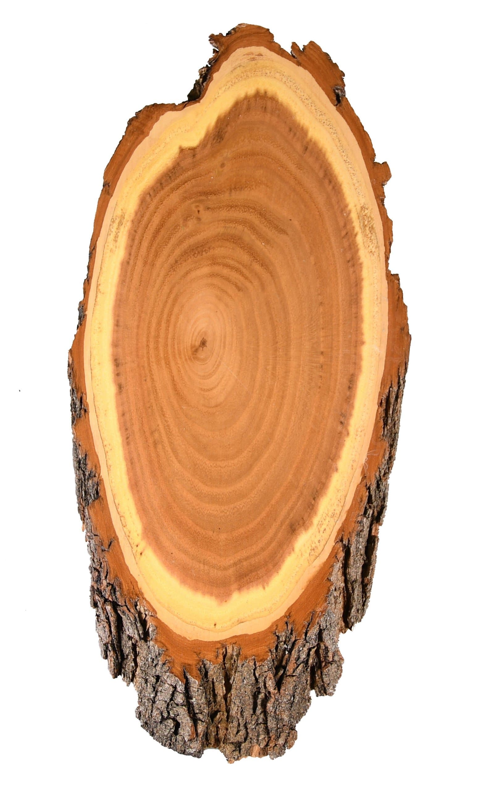 Gehörnbrettchen Rehbock Akazie