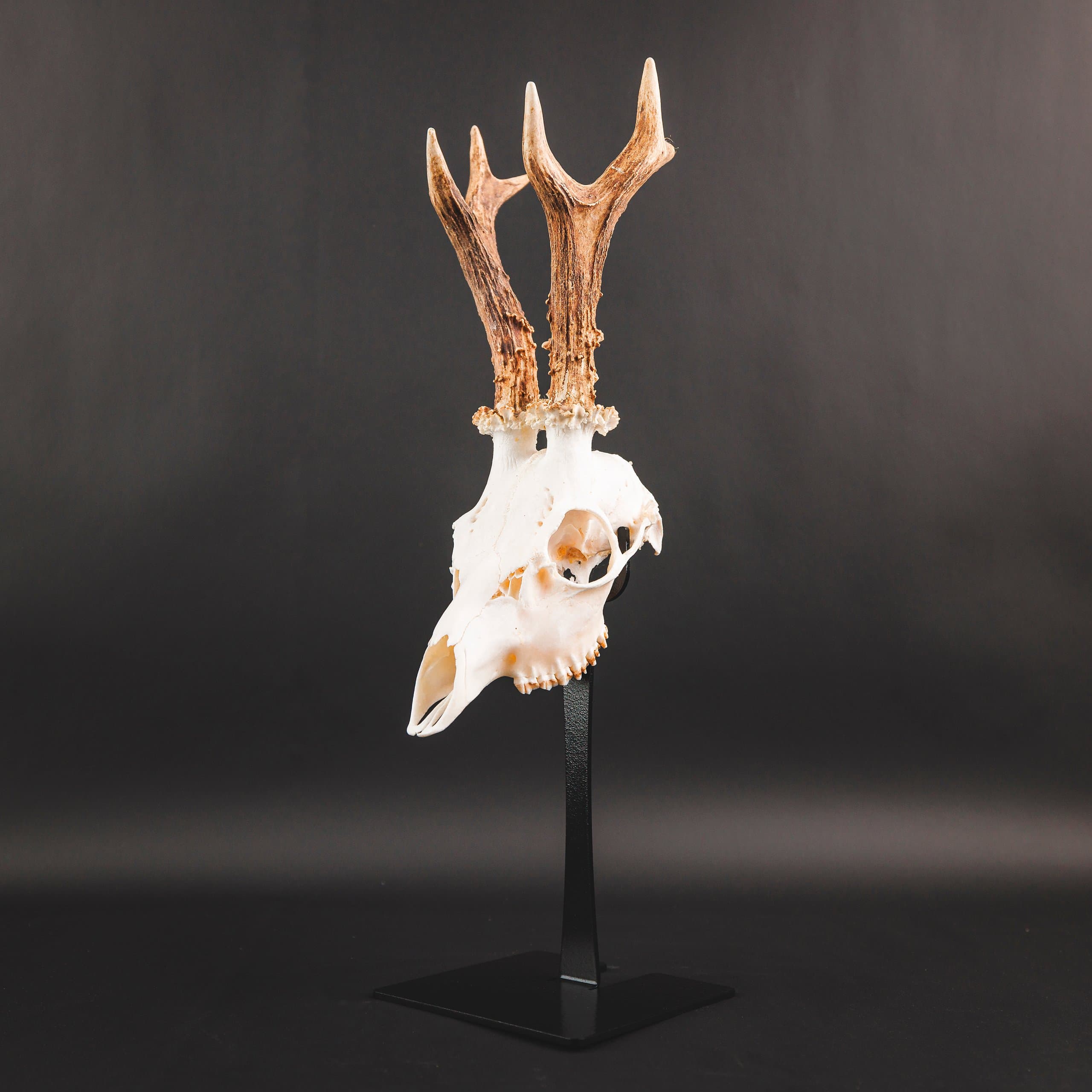 Waidmetall Trophäenständer Rehwild Slim Edition