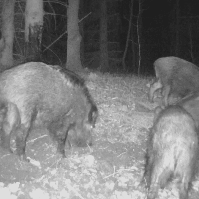 Primama za divlje svinje Bukov Katran Eurohunt